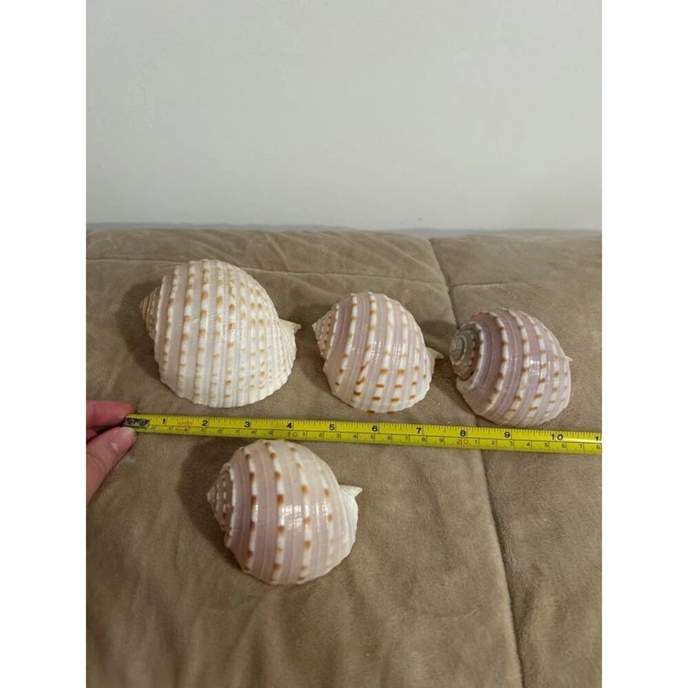 Spouted Tun Conch Shells - Picture 3 of 3